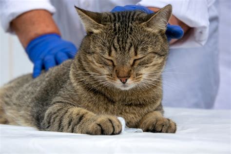 Anal Sac Disease in Cats: Causes, Signs